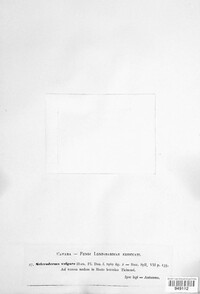 Scleroderma citrinum image